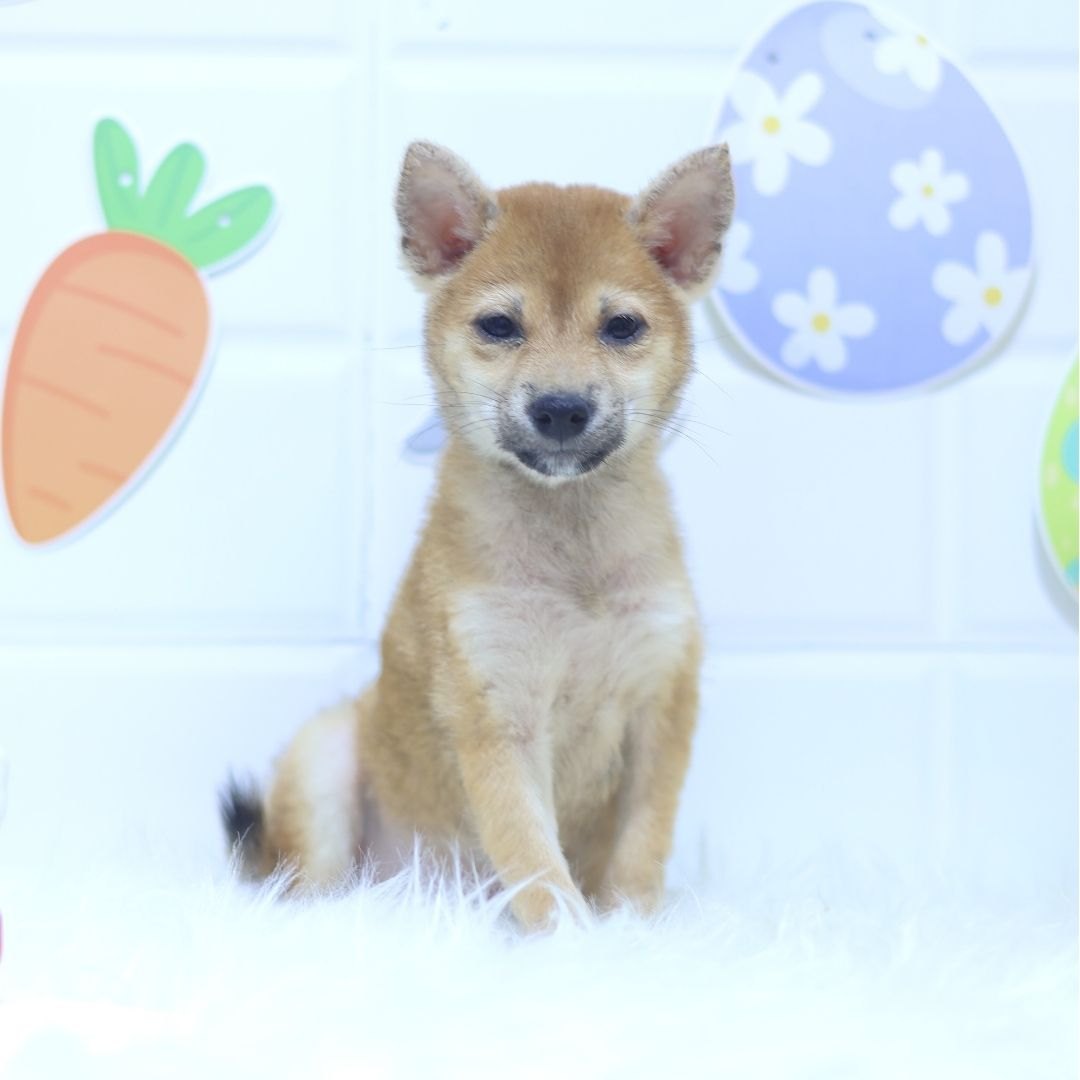 Clearance miniature shiba inu puppies for sale Flash Sales