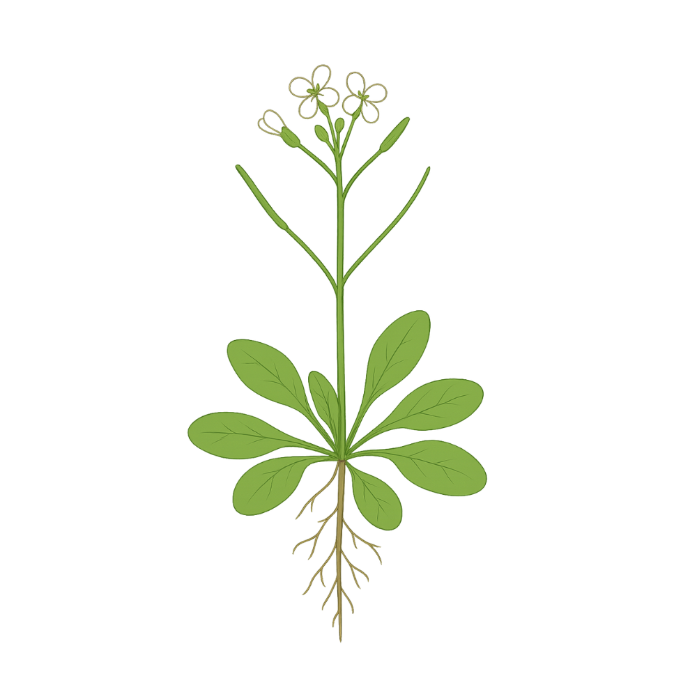 Arabidopsis Thaliana