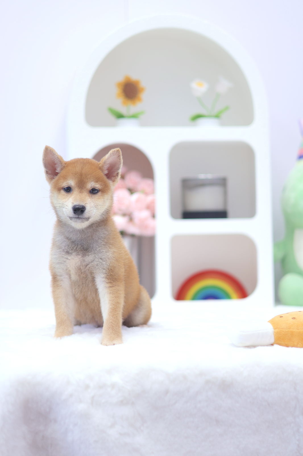 Baby Dog Shiba Inu Puppy Adorable Baby Shiba Inu Puppies Inu Puppy Singapore  Shiba Inu Sg